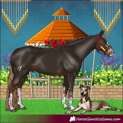 Horse Color:Liver Chestnut and Liver Chestnut