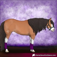 Horse Color:Bay Splash 