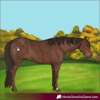 Horse Color:Liver Chestnut  and Liver Chestnut 