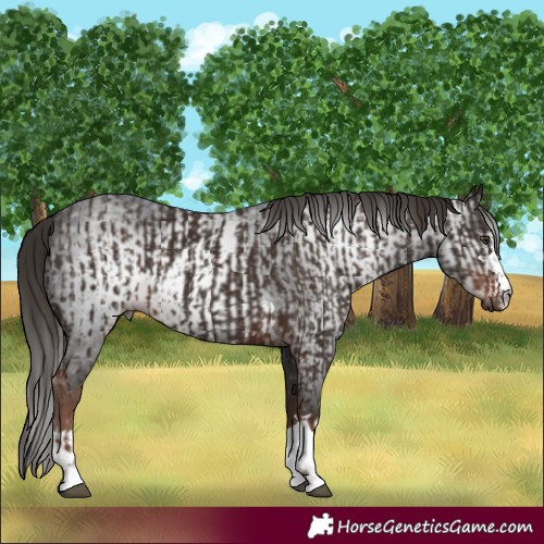 Horse Color:Liver Chestnut  and Gray Liver Chestnut 