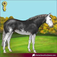 Horse Color:Gray Silver Brown Sabino Splash 