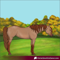 Horse Color:Red Dun 