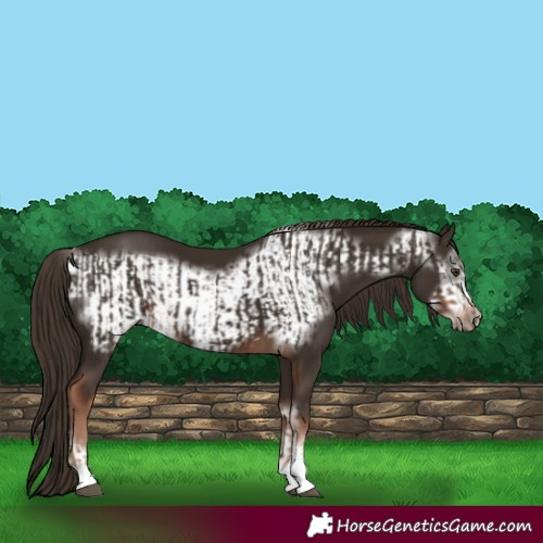 Horse Color:Liver Chestnut  and Liver Chestnut Frame 