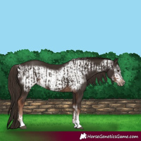 Horse Color:Liver Chestnut  and Liver Chestnut Frame 