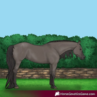 Horse Color:Smoky Grullo 