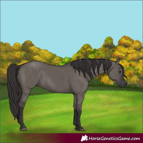 Horse Color:Smoky Grullo 