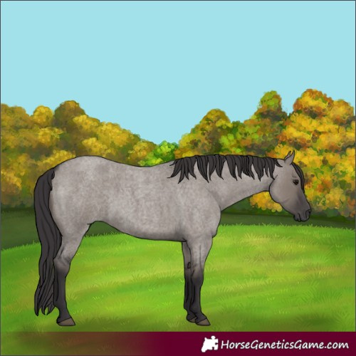 Horse Color:Smoky Grullo Roan 
