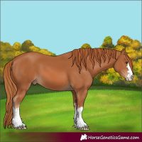 Horse Color:Chestnut 