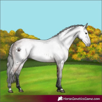 Horse Color:Gray Bay