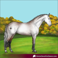 Horse Color:Gray Bay