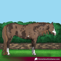 Horse Color:Liver Chestnut  and Liver Red Dun 