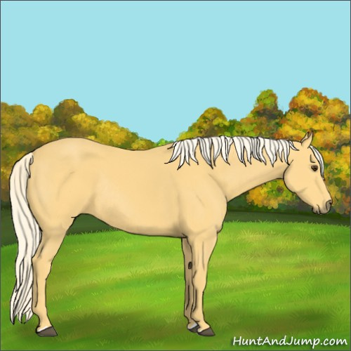 Horse Color:Palomino Rabicano 