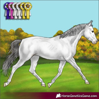 Horse Color:Black Sabino Appaloosa 