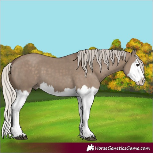 Horse Color:Silver Grullo Splash