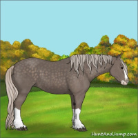 Horse Color:Silver Black Splash 