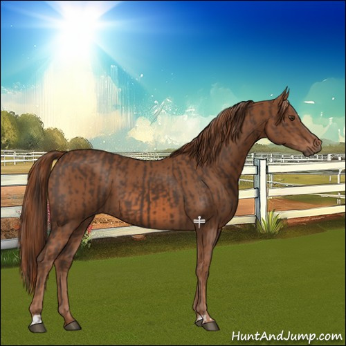 Horse Color:Liver Chestnut  and Chestnut 