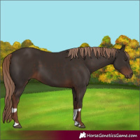 Horse Color:Liver Chestnut  and Liver Chestnut 