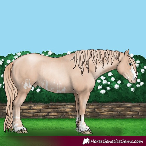 Horse Color:Gold Champagne Pearl Frame Rabicano  and Gold Champagne Pearl Rabicano 