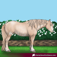 Horse Color:Gold Champagne Pearl Frame Rabicano and Gold Champagne Pearl Rabicano