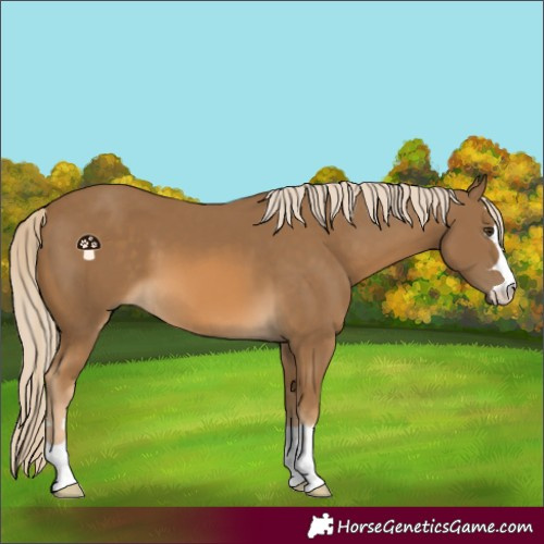 Horse Color:Chocolate Palomino 