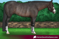 Horse Color:Brown Rabicano