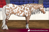 Horse Color:Silver Brown Dun Near Leopard 