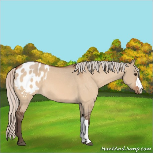 Horse Color:Silver Brown Dun Appaloosa 