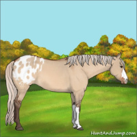Horse Color:Silver Brown Dun Blanket 