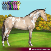 Horse Color:White Spotted Amber Champagne Dun Rabicano 