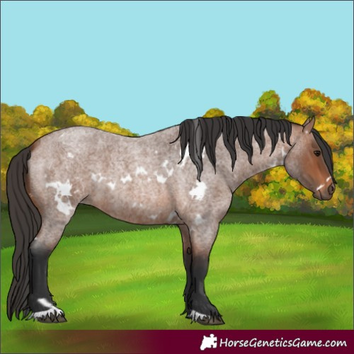 Horse Color:White Spotted Bay Roan