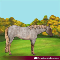 Horse Color:Chocolate Palomino Roan 