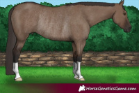 Horse Color:Liver Red Dun Rabicano 