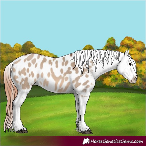 Horse Color:Bay Dun Near Leopard Rabicano 