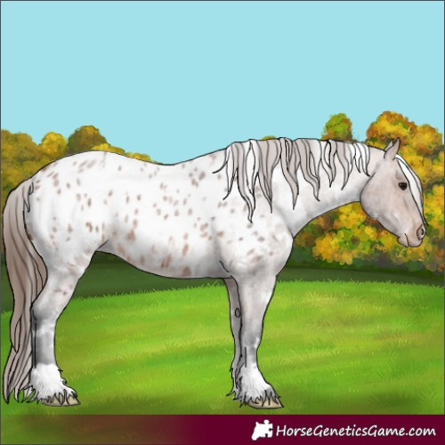 Horse Color:White Spotted Bay Roan Appaloosa 