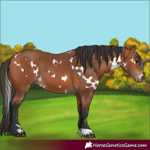 Horse Color:White Spotted Bay 