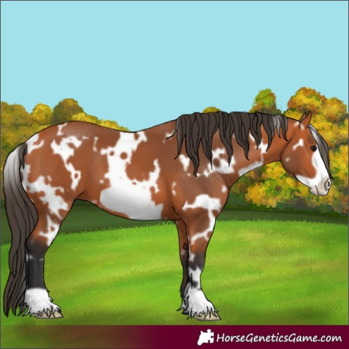 Horse Color:White Spotted Bay Frame 