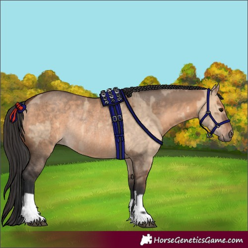 Horse Color:Brown Dun  and Brown Dun Rabicano 