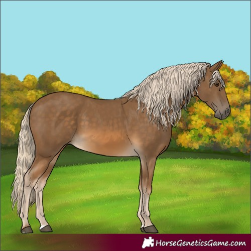 Horse Color:Chocolate Palomino 