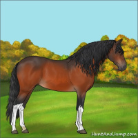 Horse Color:Bay 