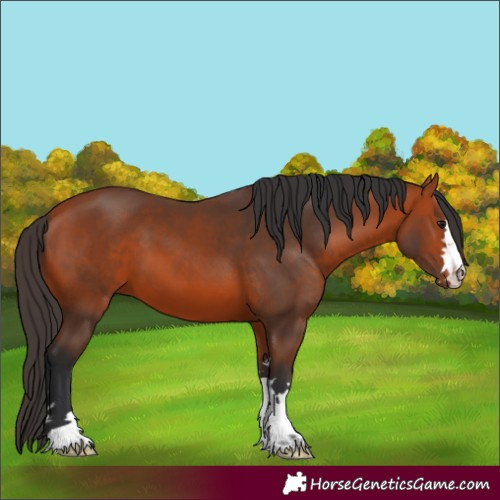 Horse Color:Bay 