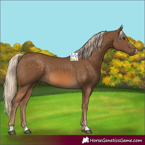 Horse Color:Chocolate Palomino 