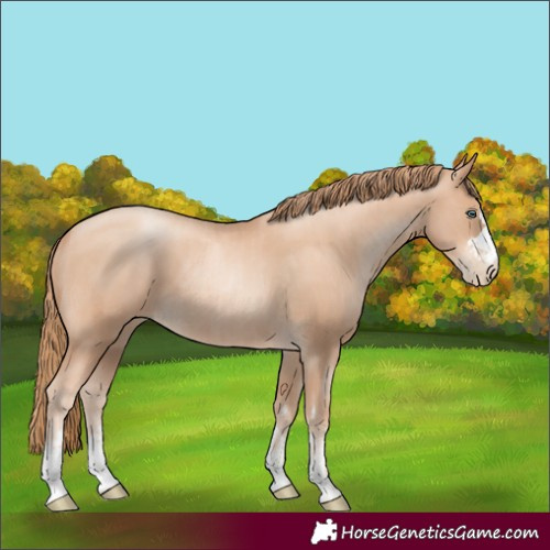 Horse Color:Gold Champagne Pearl Rabicano  and Gold Champagne Pearl Rabicano 