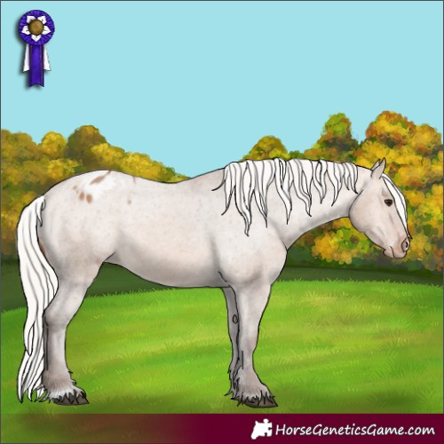 Horse Color:Silver Brown Dun Appaloosa 