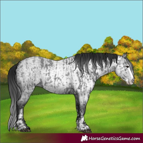 Horse Color:Blue Roan Sabino Splash  and Gray Blue Roan Sabino Splash 