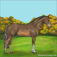 Horse Color:Chocolate Palomino 