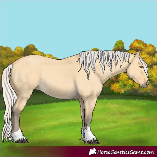 Horse Color:Unknown 