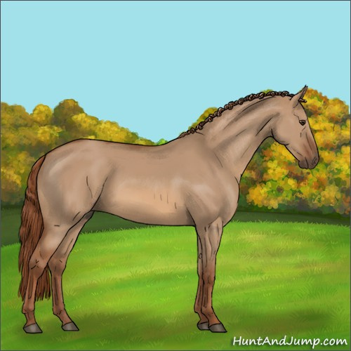 Horse Color:Red Dun 