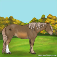 Horse Color:Chocolate Palomino 