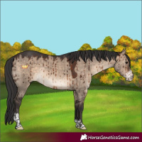 Horse Color:Bay Dun Sabino Rabicano Brindle 