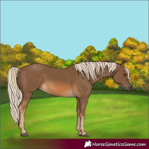 Horse Color:Chocolate Palomino 